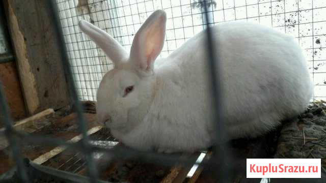Кролик Череповец - изображение 1