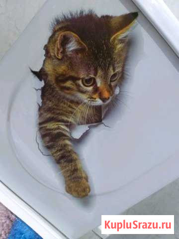 Наклейка водостойкая Котёнок Железногорск-Илимский - изображение 1