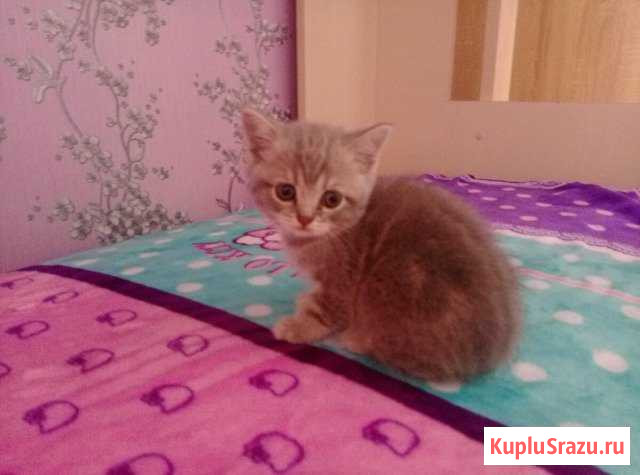 Шотландский скотиш страйт Петропавловск-Камчатский - изображение 1