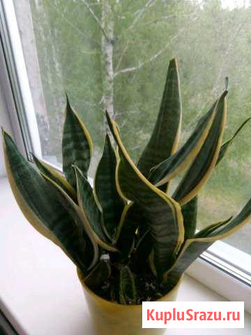 Сансевьерия Киселевск - изображение 1