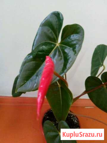 Антуриум Киселевск - изображение 1