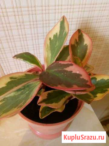 Пепиромия Киселевск - изображение 1