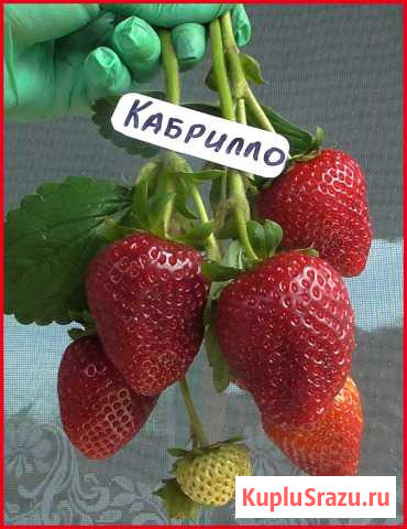 Кабрилло Лысково - изображение 1
