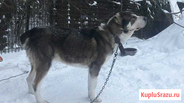 Брачные Среднеазиатская овчарка Алабай Гатчина - изображение 1