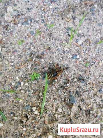 Слепень Аркадий Тихвин - изображение 1