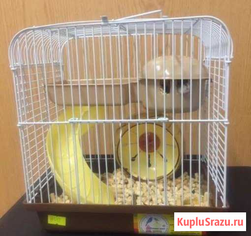 Джунгарики с клеткой Астрахань - изображение 1