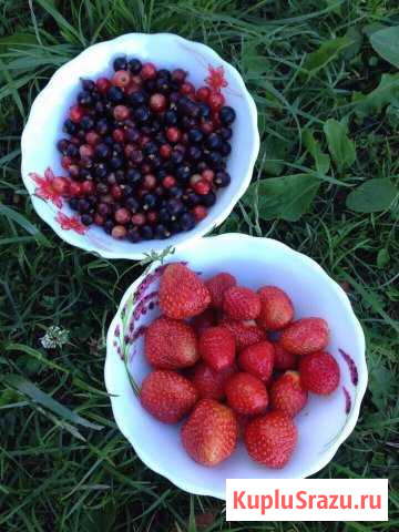 Рассада цветов, малины, клубники Бегуницы - изображение 1