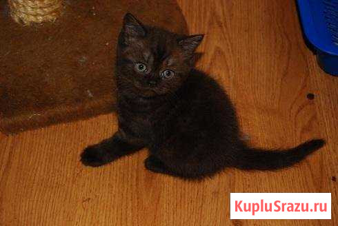 Котята шотландской породы Котлас - изображение 1