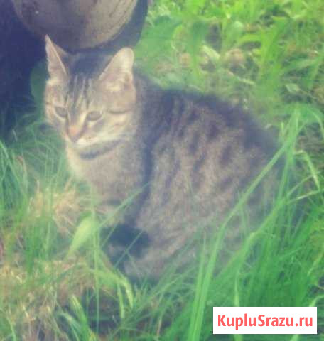 Кошечка Северодвинск - изображение 1