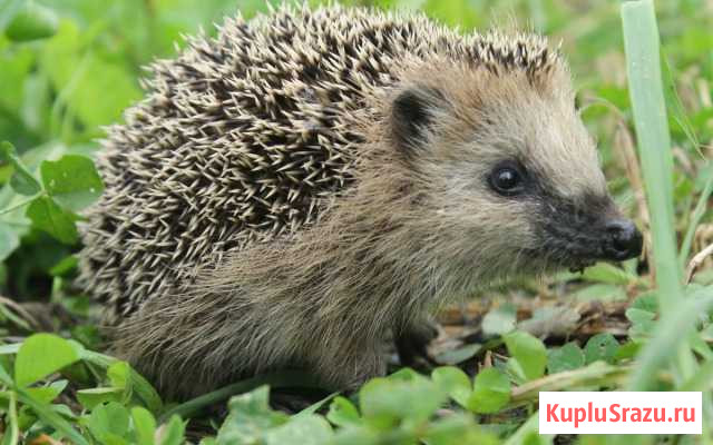 Продам молодого ежика Котлас - изображение 1