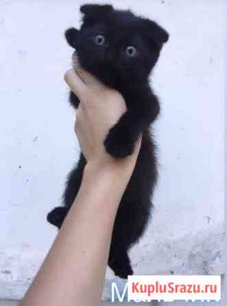 Котята Алексеевка