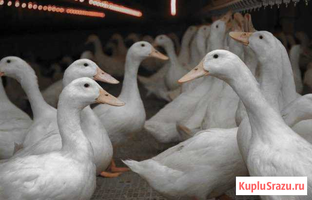 Утки Дорогобуж - изображение 1