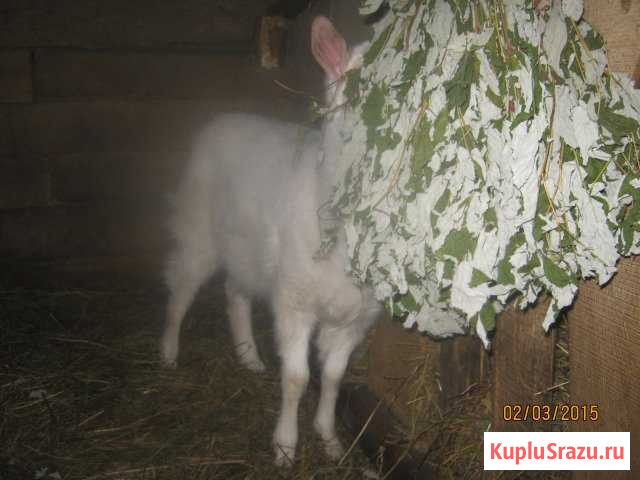 Веники для корма животных Ржев - изображение 1