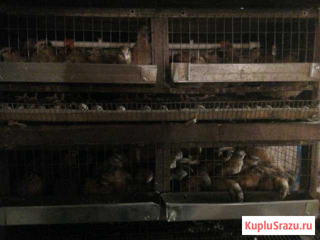 Пищевое и инкубационное яйцо Клинцы - изображение 1