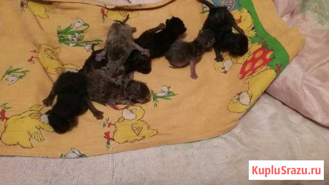 Котята 4 мальчика и 5 девочек Бесплатно (Котята жд Карабаново - изображение 1