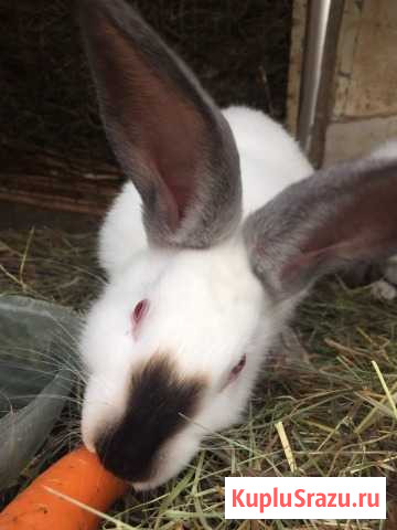 Калифорнийские кролики Муром - изображение 1