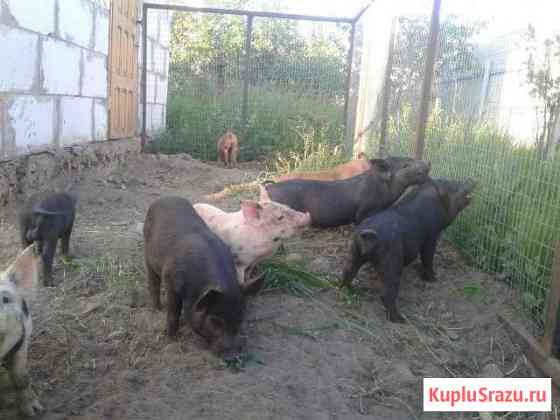 Поросята Клинцы