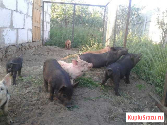 Поросята Клинцы - изображение 1