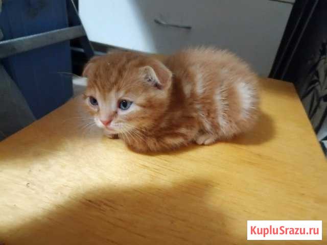 Шотландские котята Волжский - изображение 1