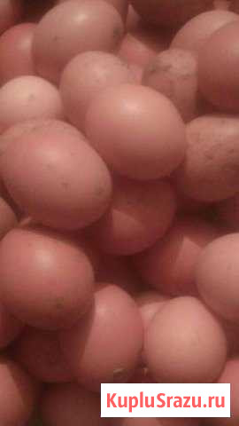 Яйца Буйнакск - изображение 1