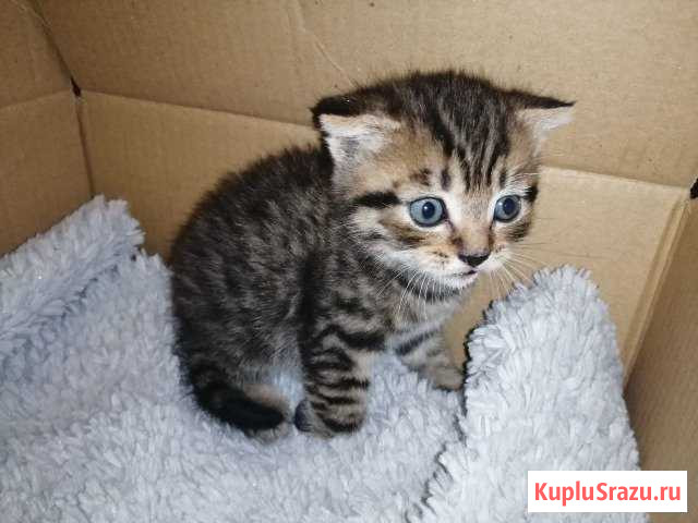 Котята Элиста - изображение 1