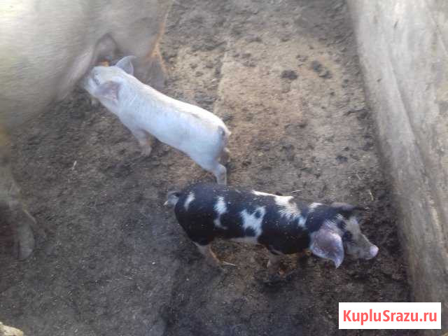 Дюрок 1 месяц Калач-на-Дону - изображение 1
