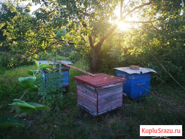 Улья Бутурлиновка - изображение 1