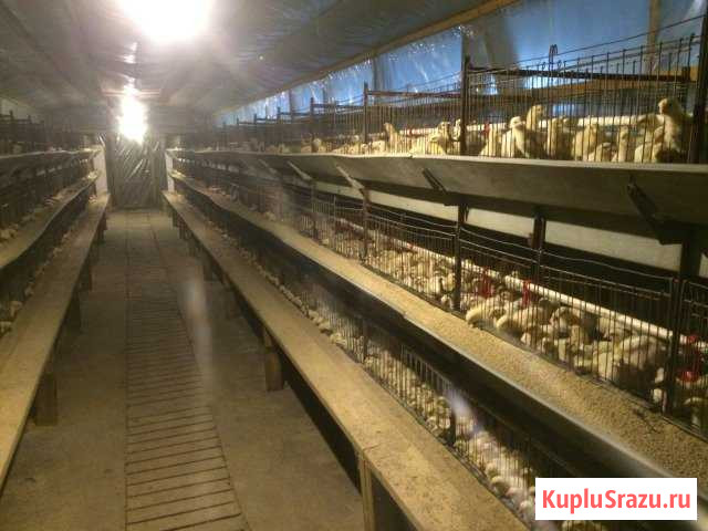 Цыплята бройлерные кобб500 и другая птица Ольховатка - изображение 1