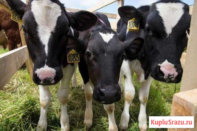 Бычки от 40-65 кг на откорм с доставкой от 10 штук Кизляр - изображение 1