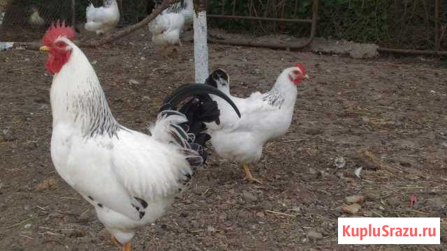 Адлерская серебристая цыплята Гвардейск - изображение 1