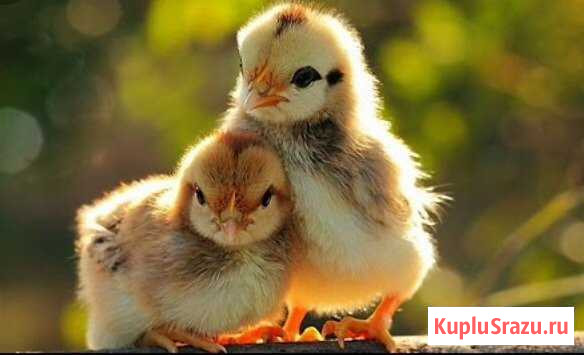 Перепелята суточные Кемерово - изображение 1