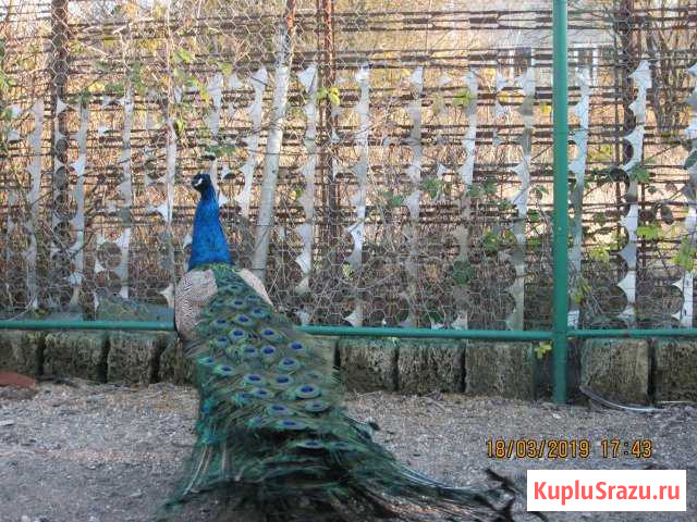 Павлины Индийские продам или обменяю Симферополь - изображение 1