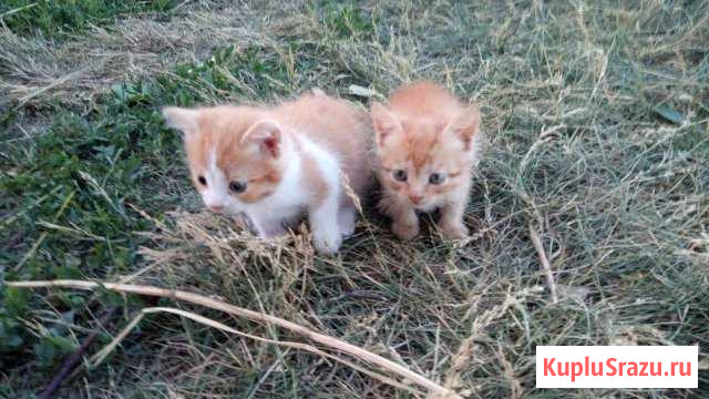 Котята в добрые руки Усмань - изображение 1