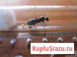 Camponotus vagus Иваново