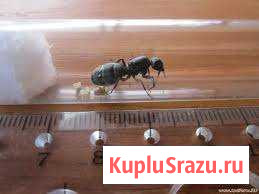 Camponotus vagus Иваново - изображение 1