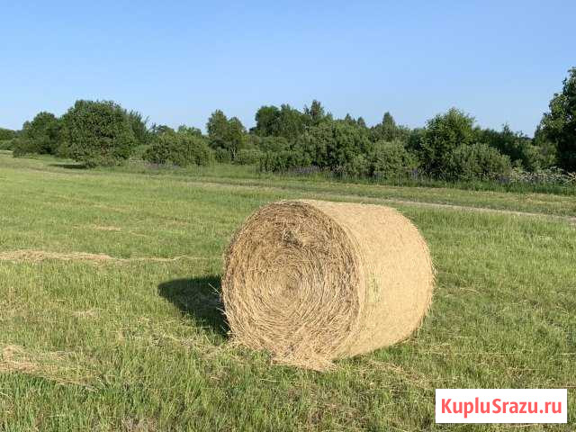 Сено Жиздра - изображение 1