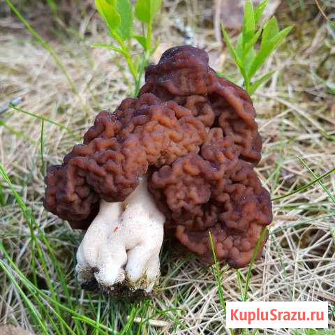 Продам грибы Сегежа - изображение 1