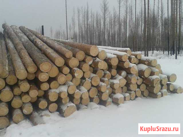 Пиловочник Сосна (зеленка) Юргамыш - изображение 1