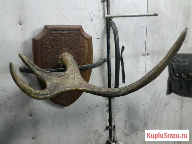 Рога лося Обоянь - изображение 1