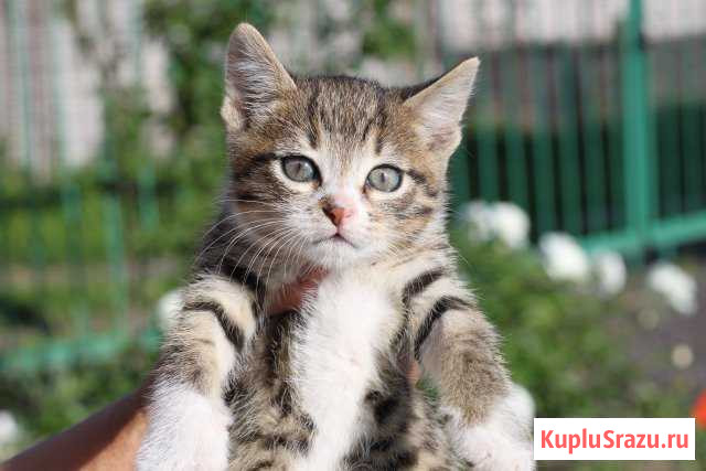 Отдам котенка в хорошие руки Железногорск - изображение 1
