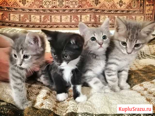 Котята Льгов - изображение 1