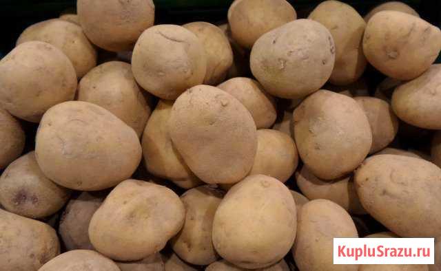 Продаю картофель Сернур - изображение 1
