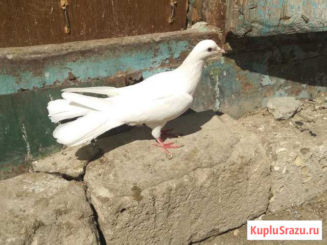 Бакинские голуби чистокровные Ижевск - изображение 1