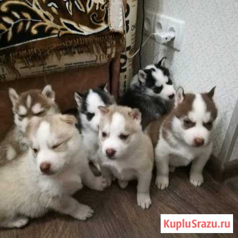 Сибирский хаски Симоненко - изображение 1