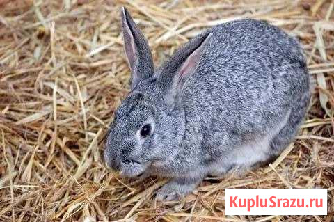 Кролики Курган - изображение 1