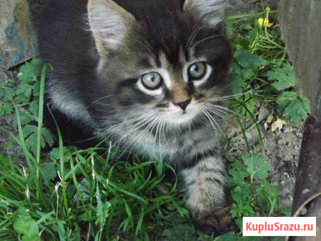 Котята Обоянь - изображение 1