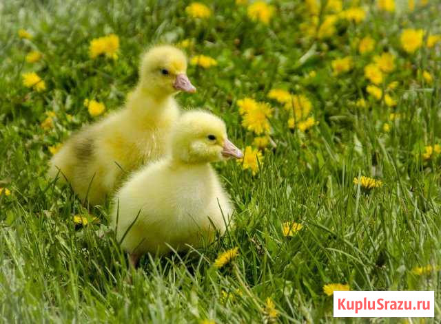 Продам гусят Железногорск - изображение 1