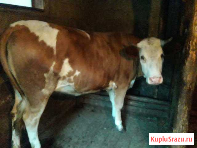 Корова Курск - изображение 1