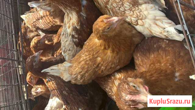 Куры молодка и старше Добринка - изображение 1