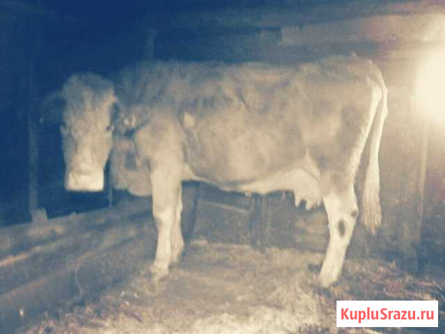 Корова Плавица - изображение 1